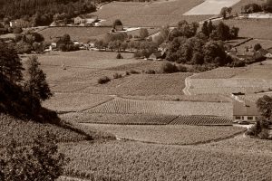 Les vignobles de la région Bourgogne
