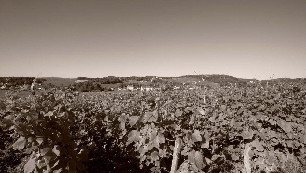 Des vins de Bourgogne éco-responsables