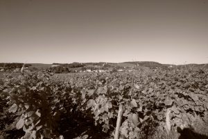 Des vins de Bourgogne éco-responsables